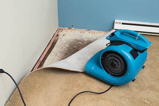 Best Professional water damage repair  in Frankfort, IL